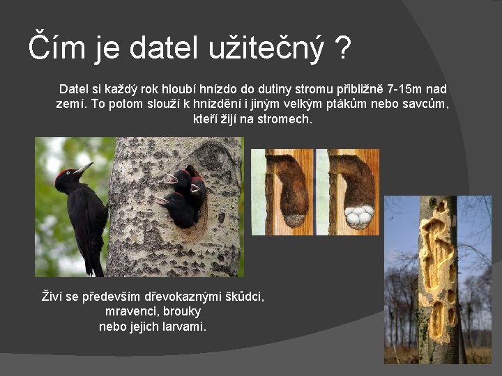 Čím je datel užitečný ? Datel si každý rok hloubí hnízdo do dutiny stromu