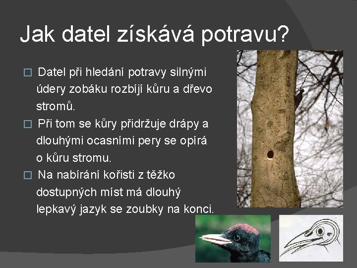 Jak datel získává potravu? Datel při hledání potravy silnými údery zobáku rozbíjí kůru a