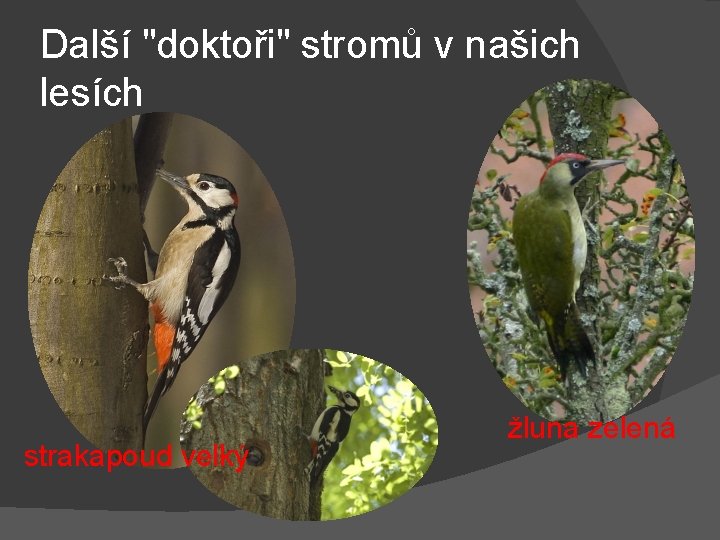 Další "doktoři" stromů v našich lesích strakapoud velký žluna zelená 