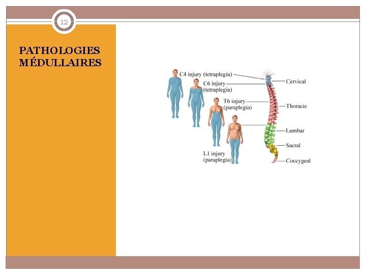 12 PATHOLOGIES MÉDULLAIRES 