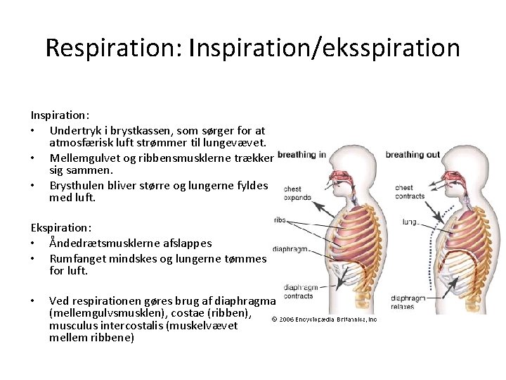 Respirations Processen Respiration og kol Definition respiration Respirationen er den