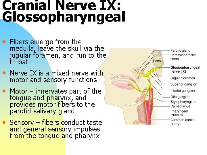 Cranial Nerve IX: Glossopharyngeal • Fibers emerge from the medulla, leave the skull via