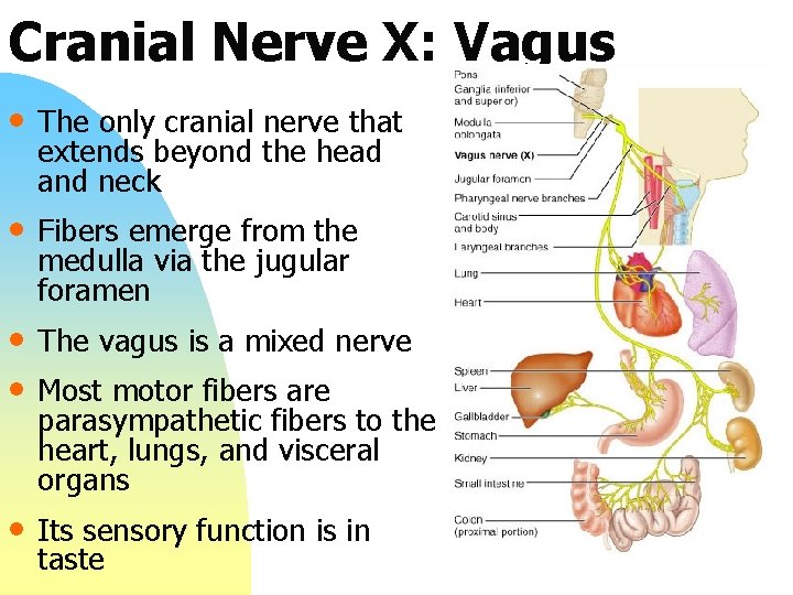 Cranial Nerve X: Vagus • The only cranial nerve that extends beyond the head