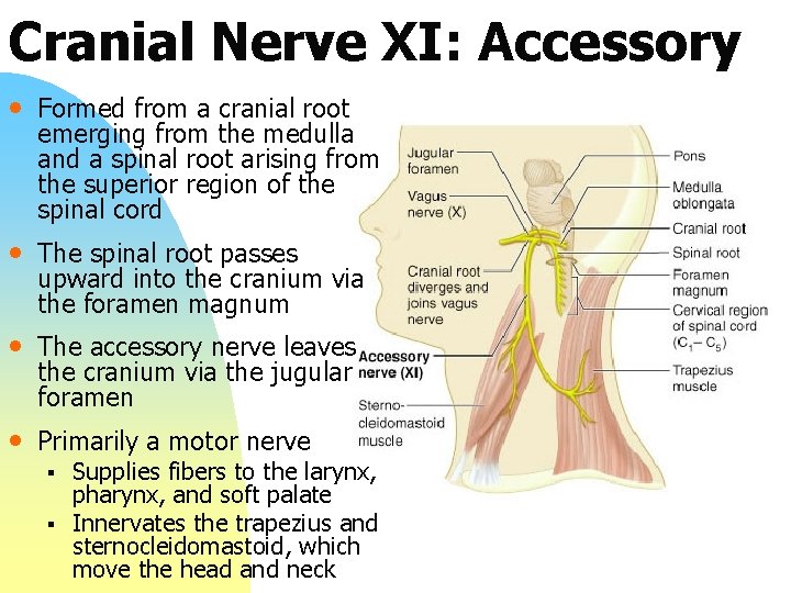 Cranial Nerve XI: Accessory • Formed from a cranial root emerging from the medulla
