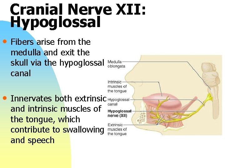 Cranial Nerve XII: Hypoglossal • Fibers arise from the medulla and exit the skull