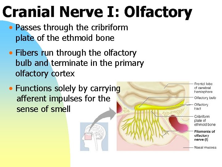 Cranial Nerve I: Olfactory • Passes through the cribriform plate of the ethmoid bone