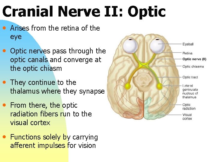 Cranial Nerve II: Optic • Arises from the retina of the eye • Optic