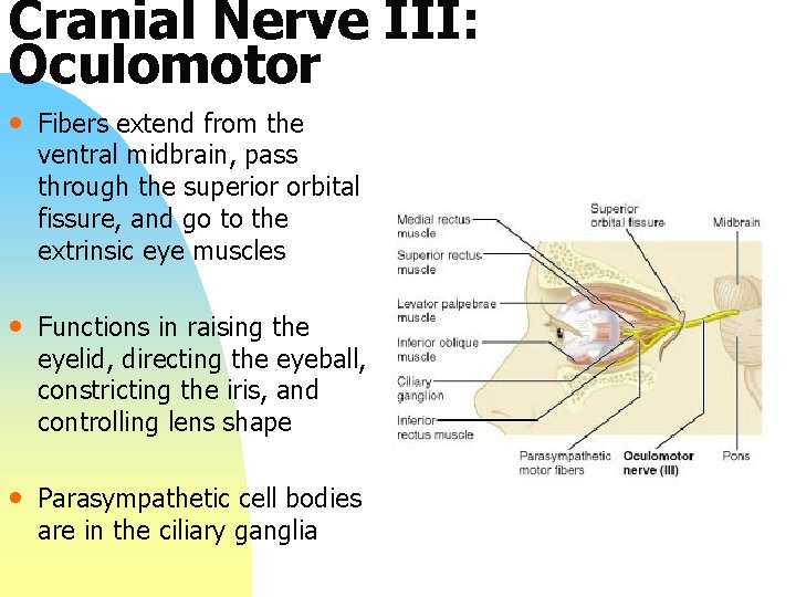 Cranial Nerve III: Oculomotor • Fibers extend from the ventral midbrain, pass through the