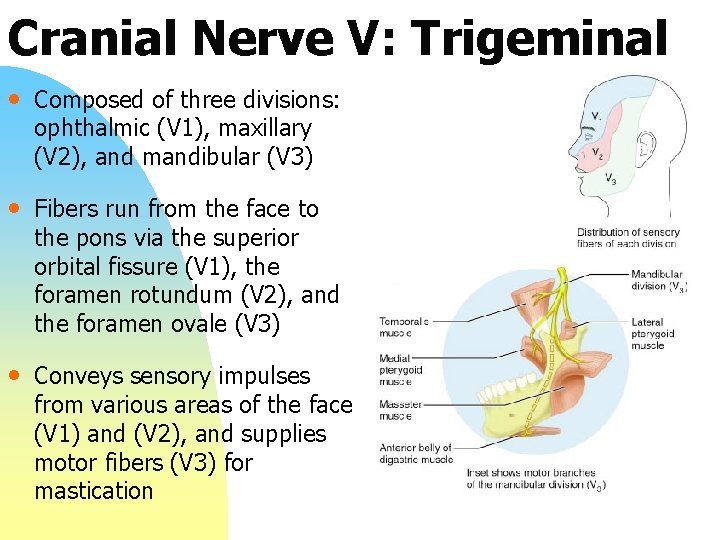 Cranial Nerve V: Trigeminal • Composed of three divisions: ophthalmic (V 1), maxillary (V