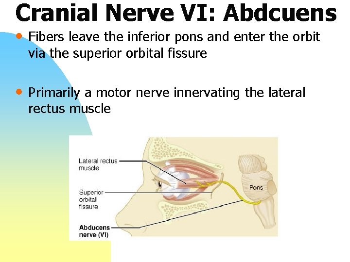 Cranial Nerve VI: Abdcuens • Fibers leave the inferior pons and enter the orbit