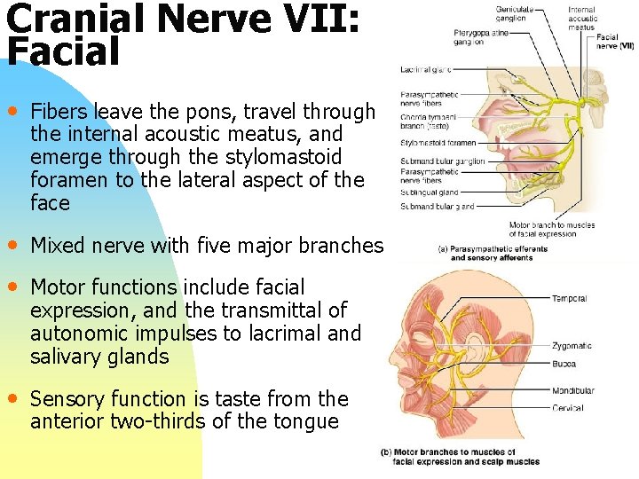 Cranial Nerve VII: Facial • Fibers leave the pons, travel through the internal acoustic