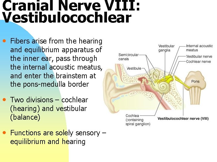 Cranial Nerve VIII: Vestibulocochlear • Fibers arise from the hearing and equilibrium apparatus of