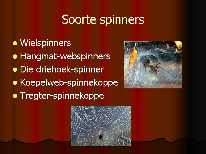 Soorte spinners l Wielspinners l Hangmat-webspinners l Die driehoek-spinner l Koepelweb-spinnekoppe l Tregter-spinnekoppe 