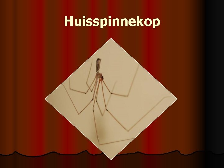 Huisspinnekop 