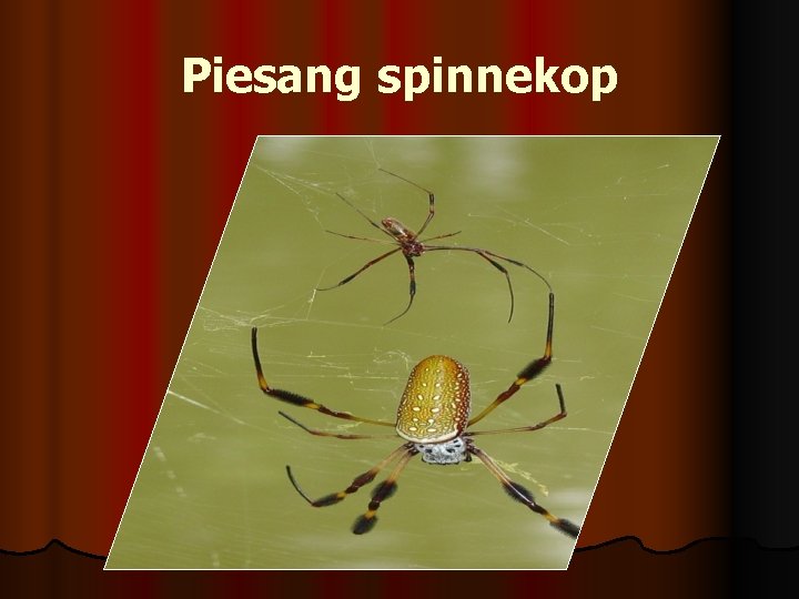 Piesang spinnekop 