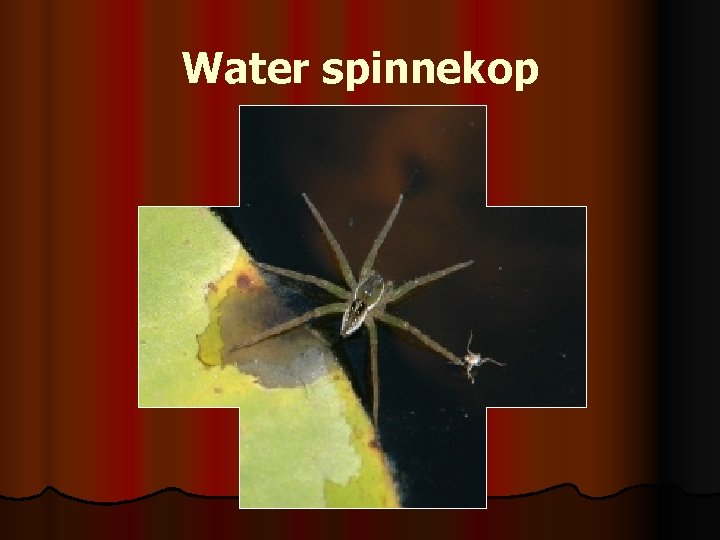 Water spinnekop 