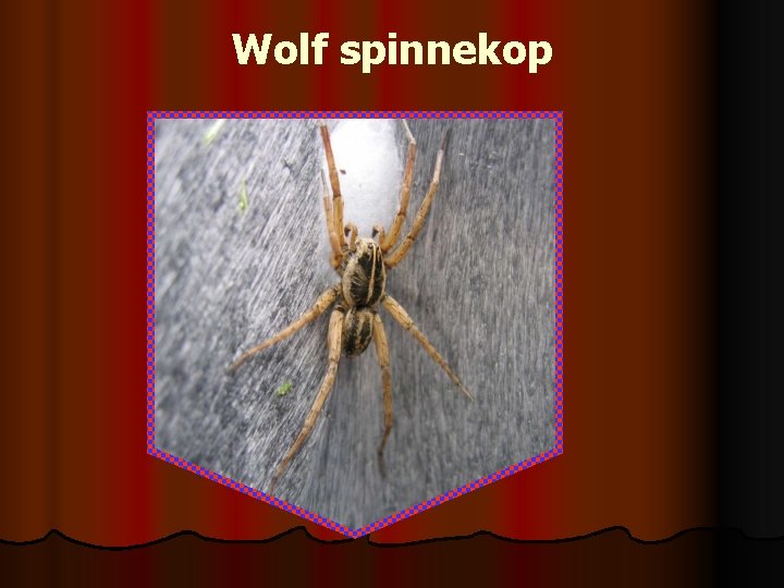 Wolf spinnekop 