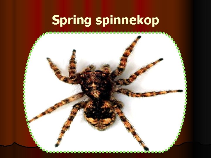 Spring spinnekop 