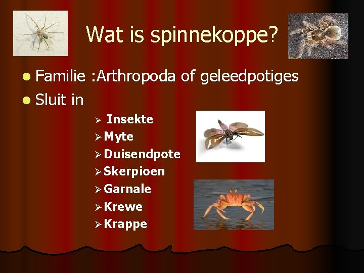 Wat is spinnekoppe? l Familie l Sluit : Arthropoda of geleedpotiges in Insekte Ø