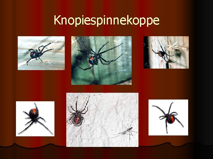 Knopiespinnekoppe 