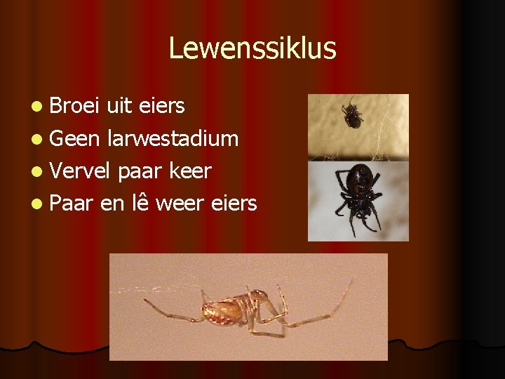 Lewenssiklus l Broei uit eiers l Geen larwestadium l Vervel paar keer l Paar