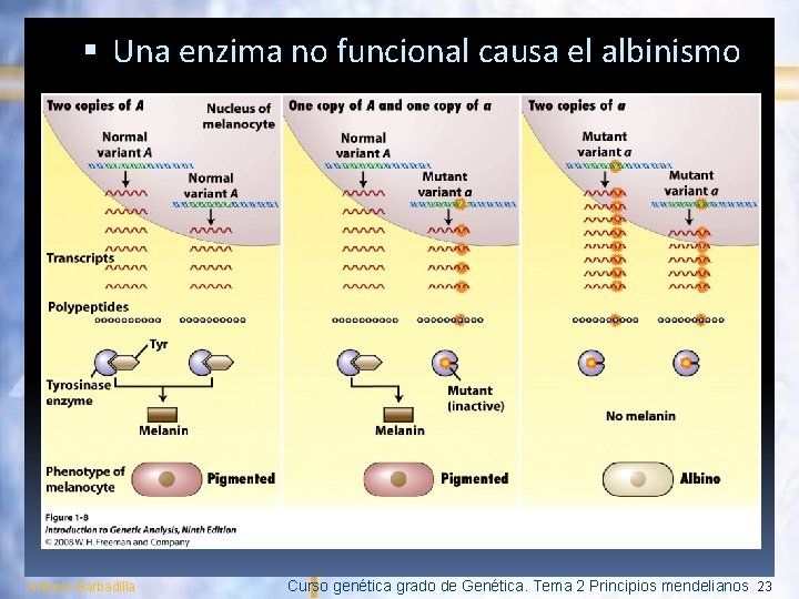 Una enzima no funcional causa el albinismo Antonio Barbadilla Curso genética grado de Una enzima no funcional causa el albinismo Antonio Barbadilla Curso genética grado de