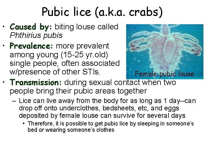 Pubic lice (a. k. a. crabs) • Caused by: biting louse called Phthirius pubis