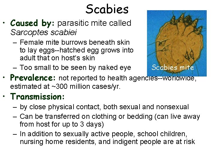 Scabies • Caused by: parasitic mite called Sarcoptes scabiei – Female mite burrows beneath