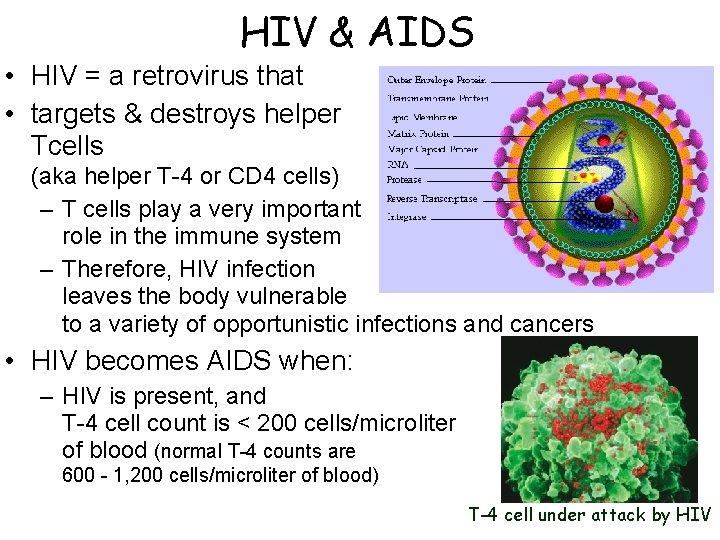 HIV & AIDS • HIV = a retrovirus that • targets & destroys helper