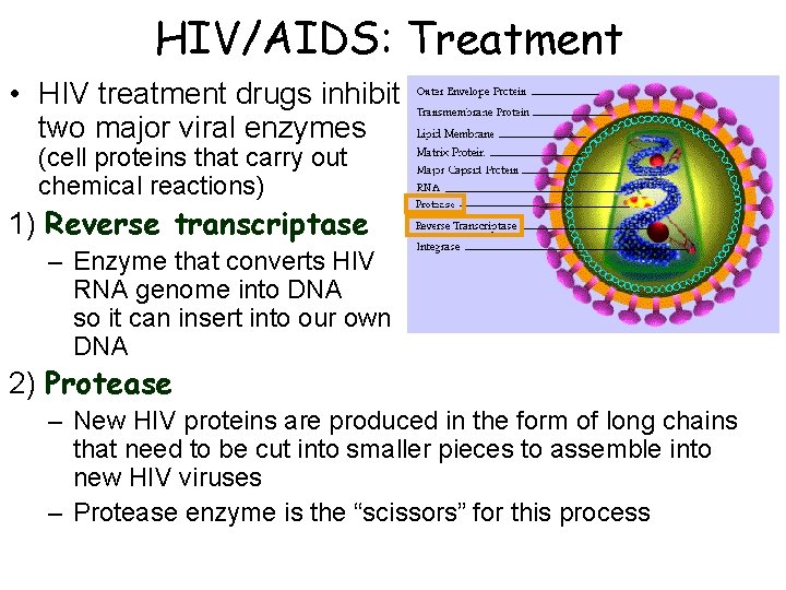 HIV/AIDS: Treatment • HIV treatment drugs inhibit two major viral enzymes (cell proteins that