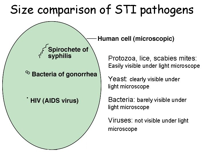 Size comparison of STI pathogens Protozoa, lice, scabies mites: Easily visible under light microscope