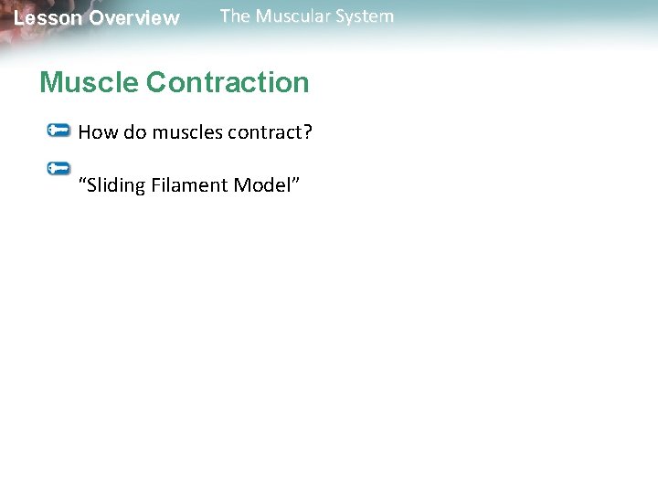 Lesson Overview The Muscular System Muscle Contraction How do muscles contract? “Sliding Filament Model” Lesson Overview The Muscular System Muscle Contraction How do muscles contract? “Sliding Filament Model”