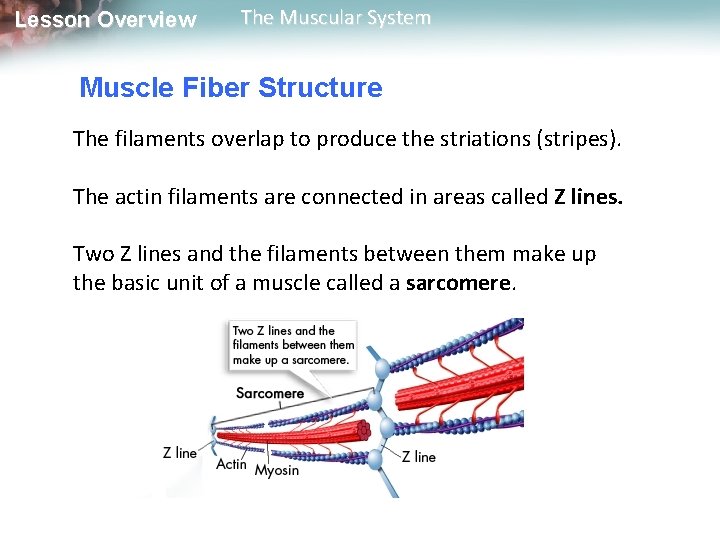 Lesson Overview The Muscular System Muscle Fiber Structure The filaments overlap to produce the Lesson Overview The Muscular System Muscle Fiber Structure The filaments overlap to produce the