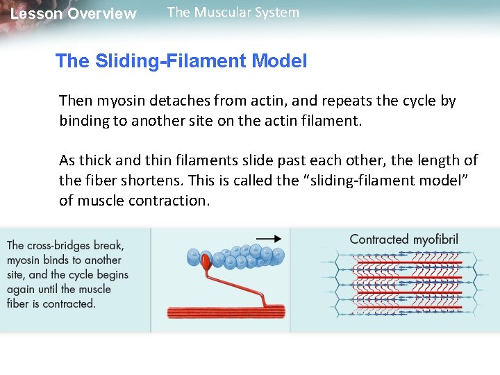 Lesson Overview The Muscular System The Sliding-Filament Model Then myosin detaches from actin, and Lesson Overview The Muscular System The Sliding-Filament Model Then myosin detaches from actin, and