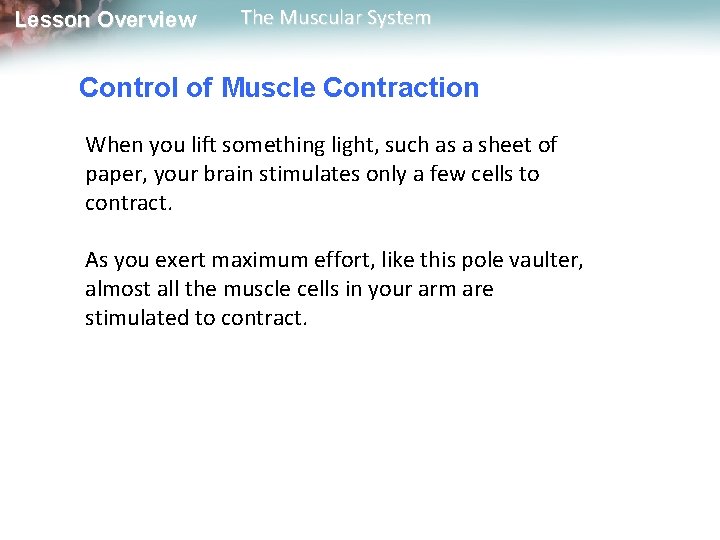 Lesson Overview The Muscular System Control of Muscle Contraction When you lift something light, Lesson Overview The Muscular System Control of Muscle Contraction When you lift something light,