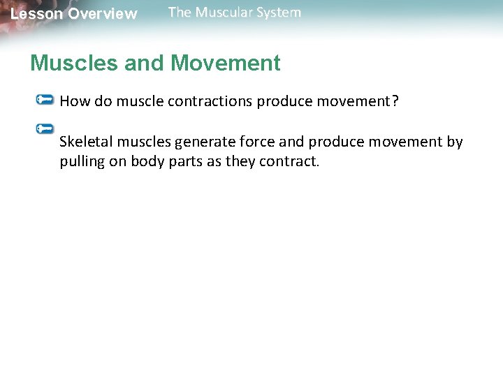 Lesson Overview The Muscular System Muscles and Movement How do muscle contractions produce movement? Lesson Overview The Muscular System Muscles and Movement How do muscle contractions produce movement?