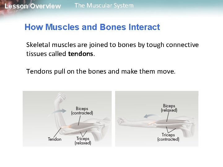 Lesson Overview The Muscular System How Muscles and Bones Interact Skeletal muscles are joined Lesson Overview The Muscular System How Muscles and Bones Interact Skeletal muscles are joined