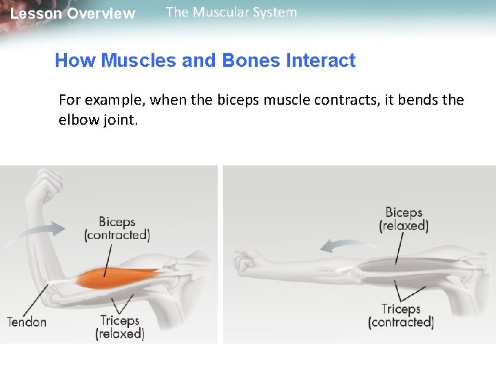 Lesson Overview The Muscular System How Muscles and Bones Interact For example, when the Lesson Overview The Muscular System How Muscles and Bones Interact For example, when the
