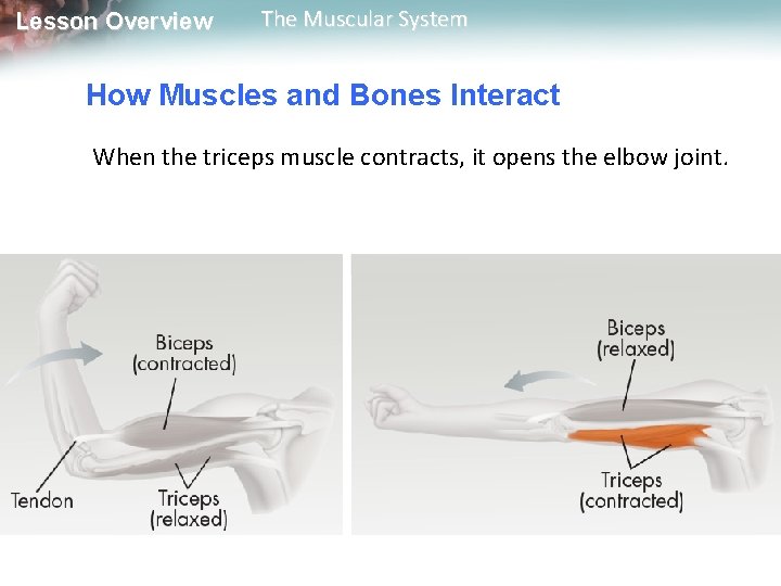 Lesson Overview The Muscular System How Muscles and Bones Interact When the triceps muscle Lesson Overview The Muscular System How Muscles and Bones Interact When the triceps muscle