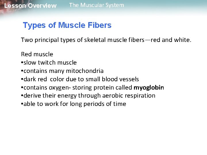Lesson Overview The Muscular System Types of Muscle Fibers Two principal types of skeletal Lesson Overview The Muscular System Types of Muscle Fibers Two principal types of skeletal