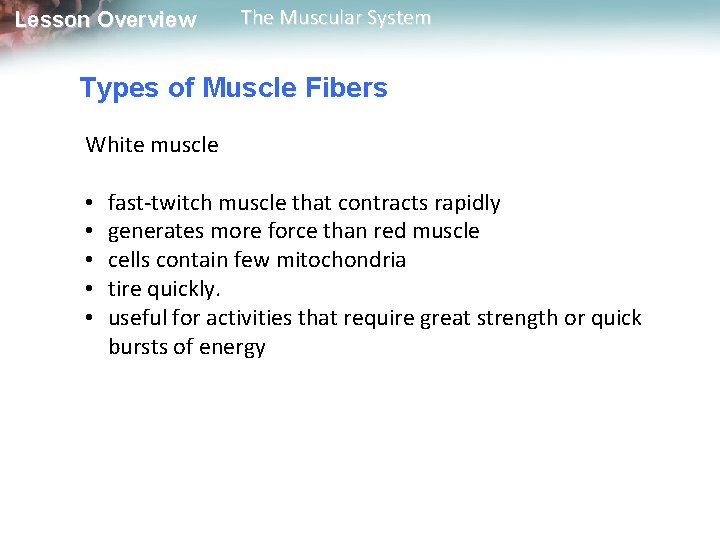 Lesson Overview The Muscular System Types of Muscle Fibers White muscle • • • Lesson Overview The Muscular System Types of Muscle Fibers White muscle • • •