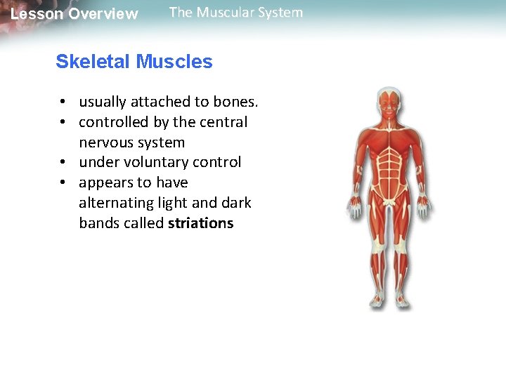 Lesson Overview The Muscular System Skeletal Muscles • usually attached to bones. • controlled Lesson Overview The Muscular System Skeletal Muscles • usually attached to bones. • controlled