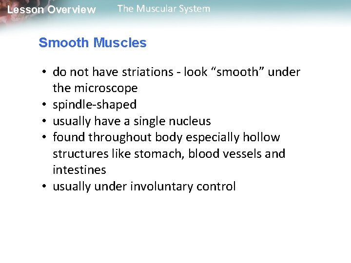 Lesson Overview The Muscular System Smooth Muscles • do not have striations - look Lesson Overview The Muscular System Smooth Muscles • do not have striations - look