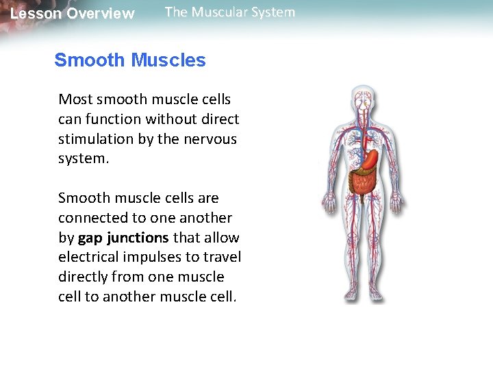 Lesson Overview The Muscular System Smooth Muscles Most smooth muscle cells can function without Lesson Overview The Muscular System Smooth Muscles Most smooth muscle cells can function without
