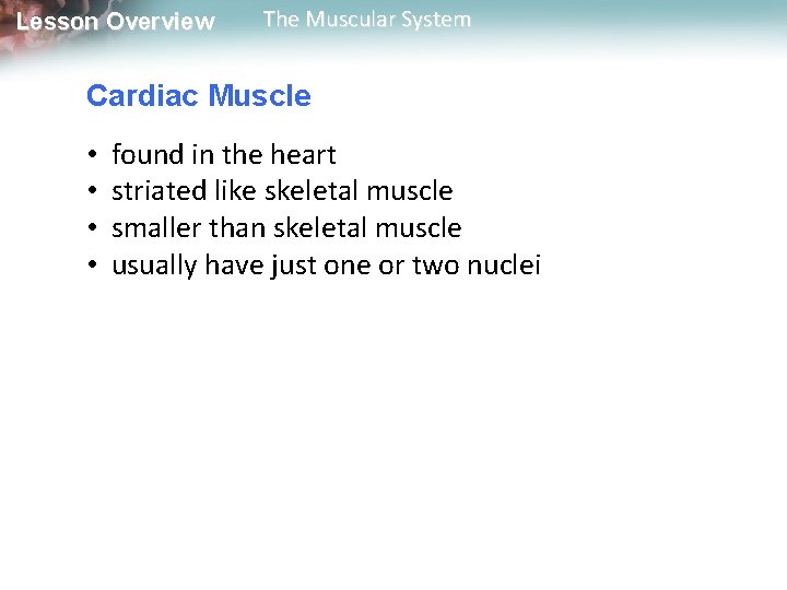 Lesson Overview The Muscular System Cardiac Muscle • • found in the heart striated Lesson Overview The Muscular System Cardiac Muscle • • found in the heart striated