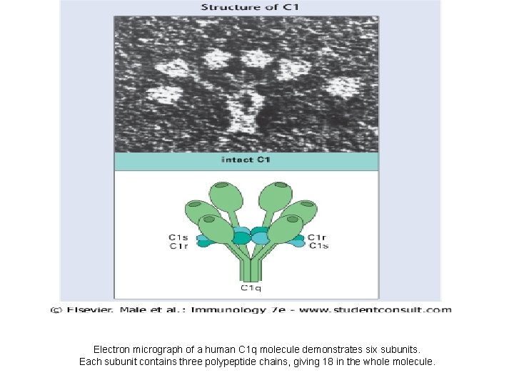 Electron micrograph of a human C 1 q molecule demonstrates six subunits. Each subunit