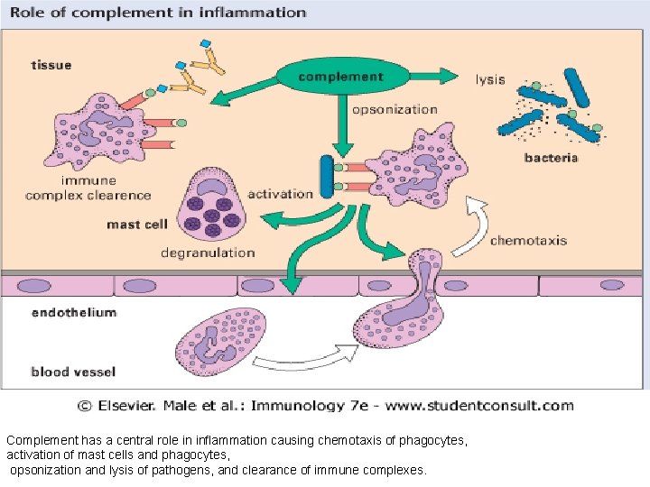 Complement has a central role in inflammation causing chemotaxis of phagocytes, activation of mast