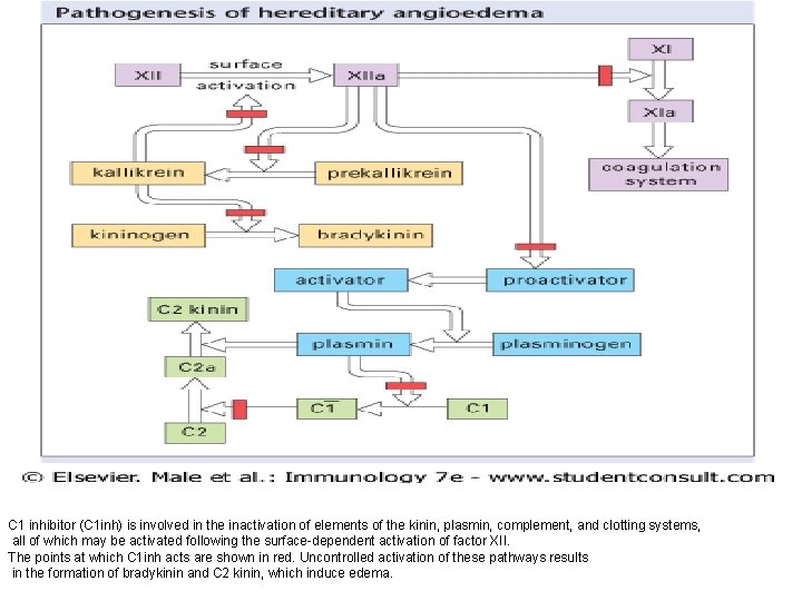 C 1 inhibitor (C 1 inh) is involved in the inactivation of elements of