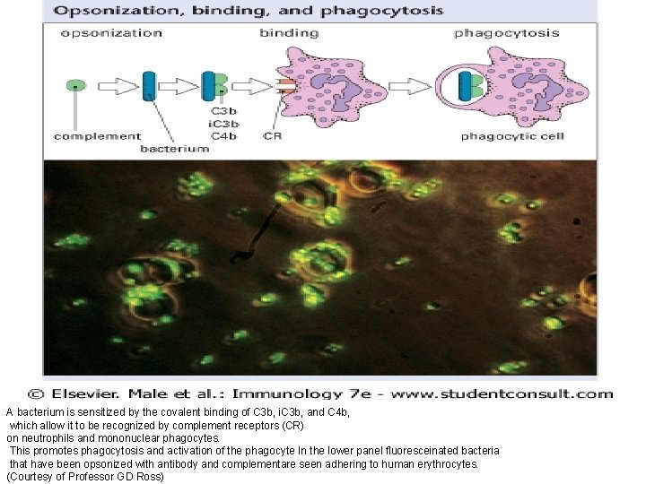 A bacterium is sensitized by the covalent binding of C 3 b, i. C