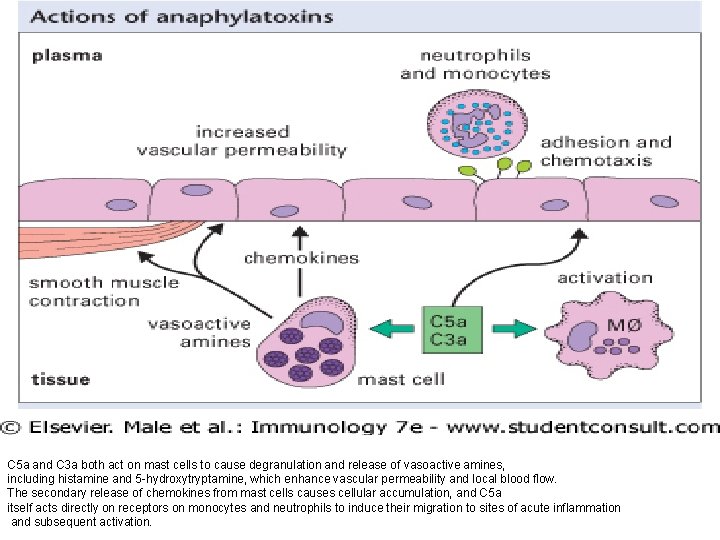 C 5 a and C 3 a both act on mast cells to cause